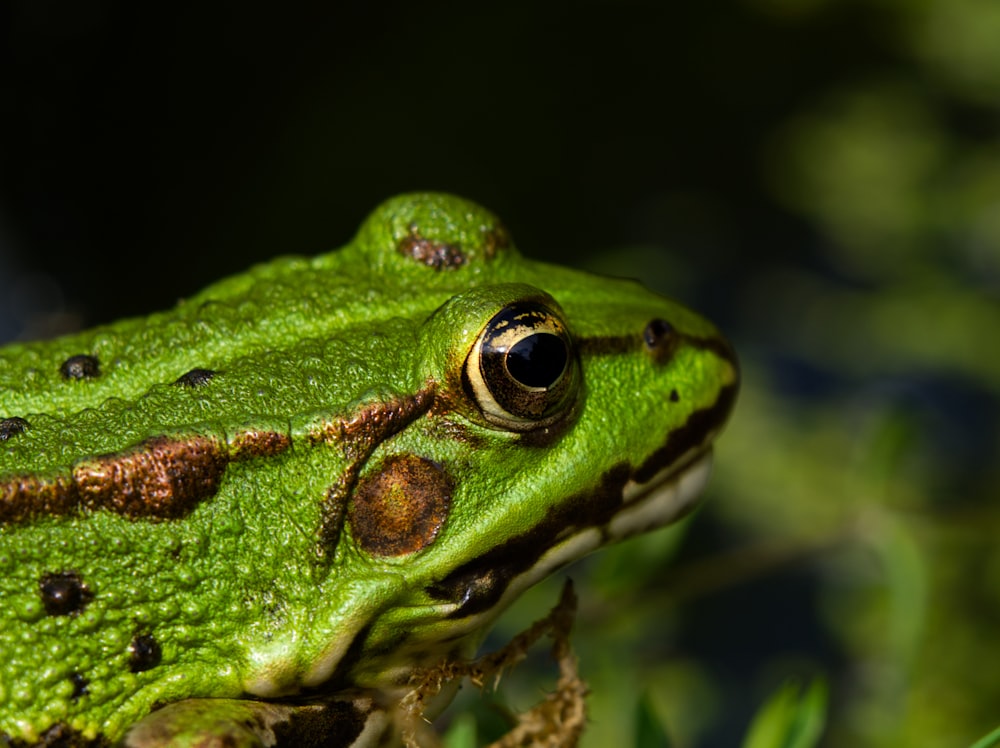 Foto de enfoque selectivo de rana verde