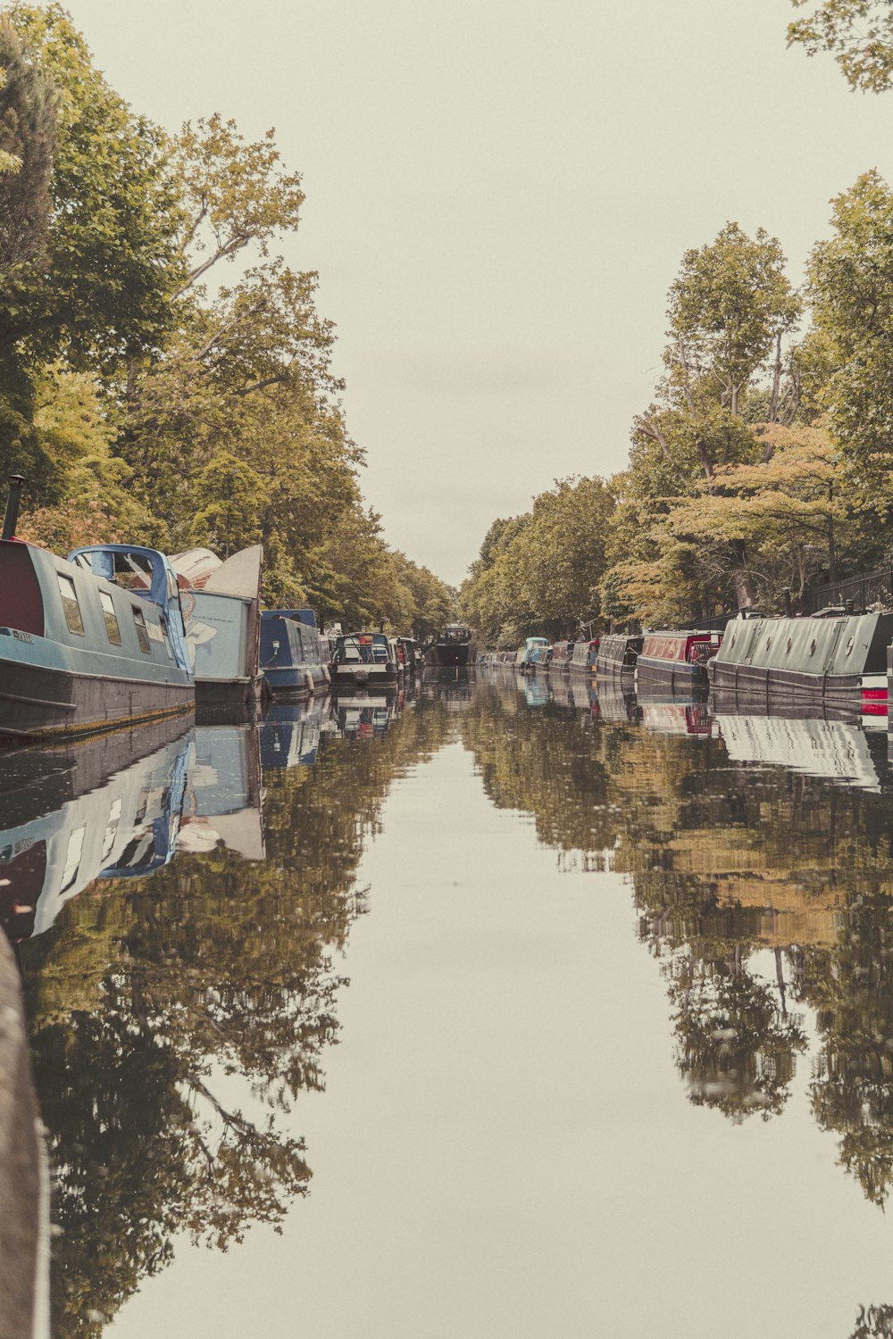 green trees beside body of water