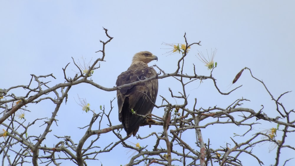 brown eagle