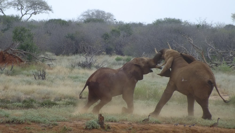 two gray elephants fighting