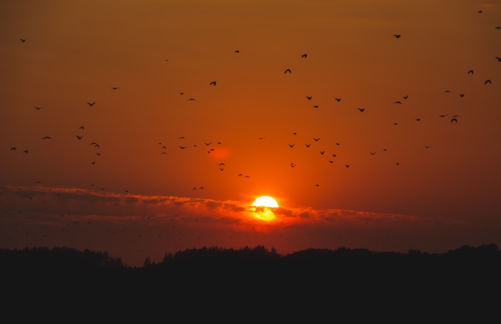 silhouette d’oiseaux volants