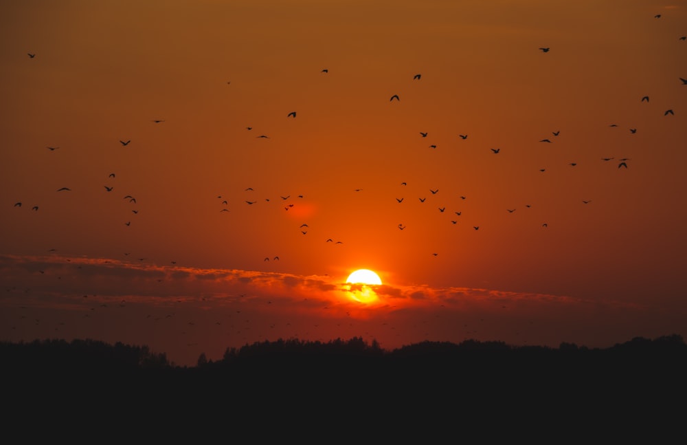 silhouette of flying birds