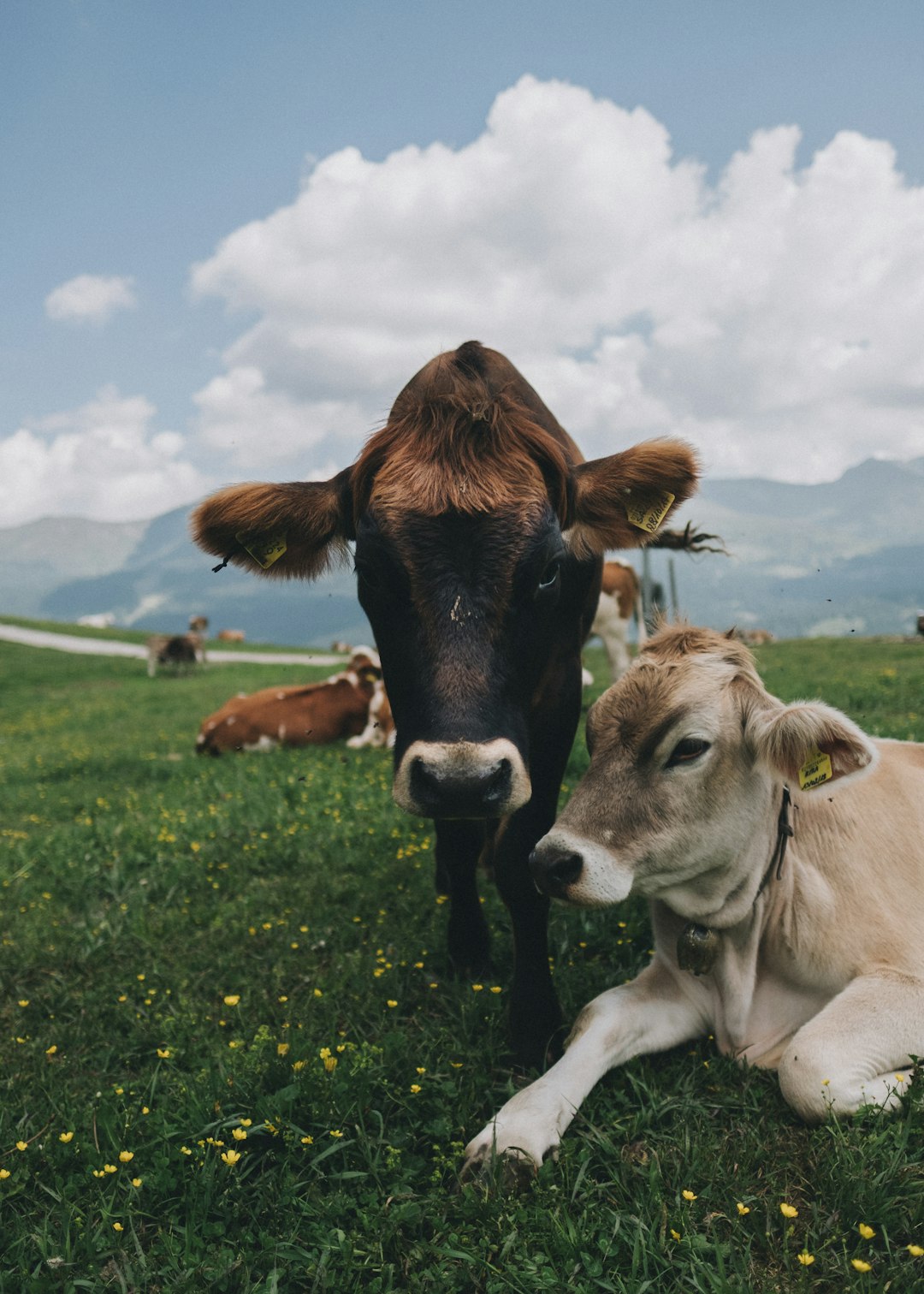 white and black cattle