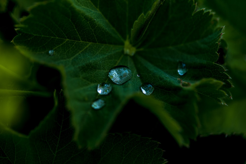 Foto de enfoque superficial de hoja verde