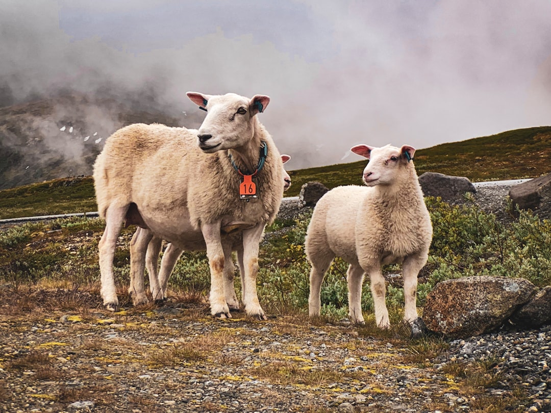 two white sheep during daytime