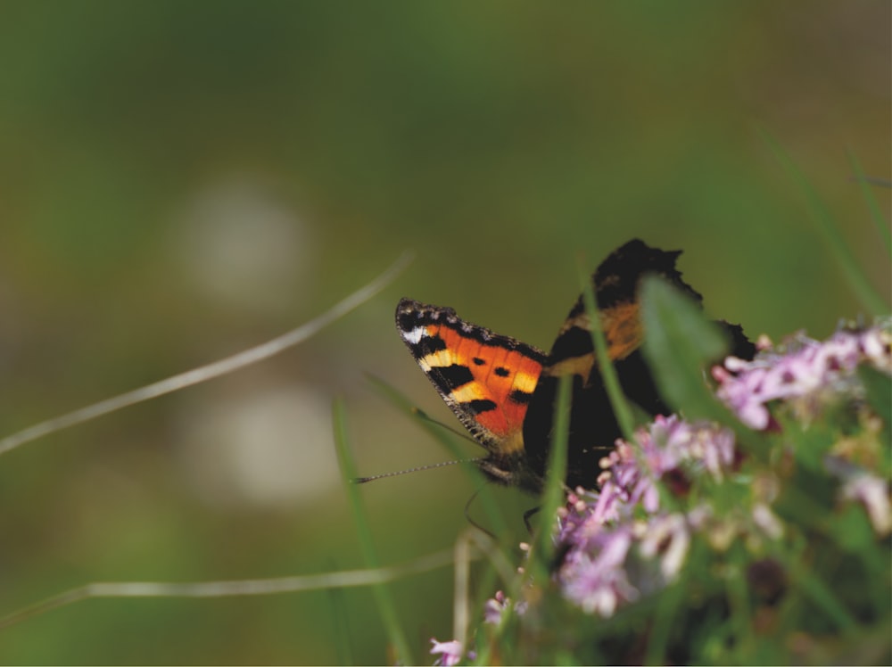 black and orange butterfly