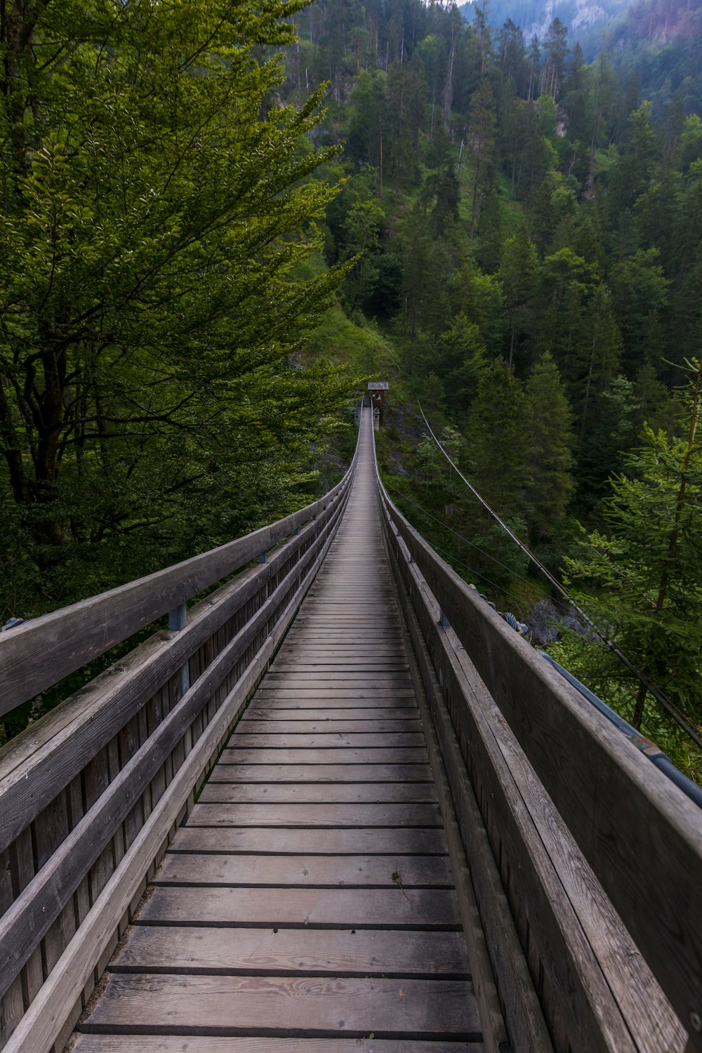 brown wooden bridge besides green pine trees