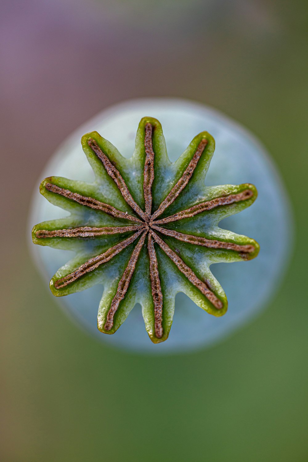 green and brown petaled flower