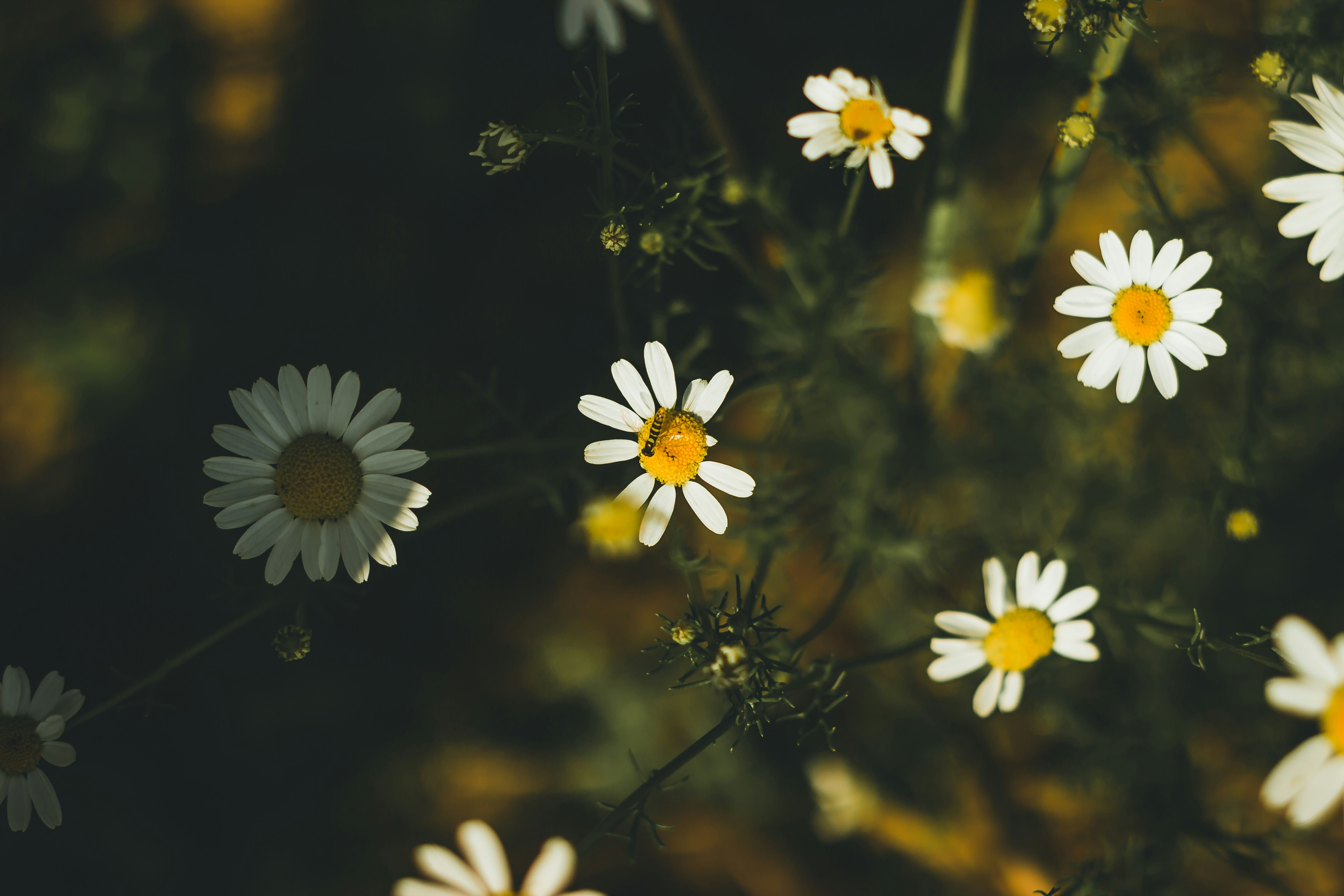 Photo by dariuscotoi