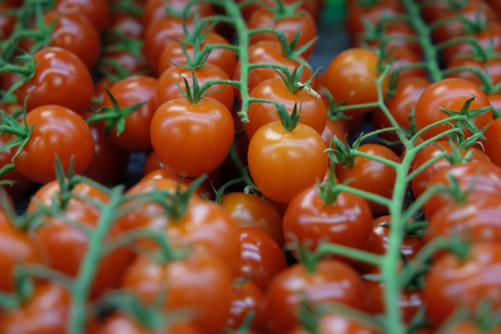 manojo de tomates rojos