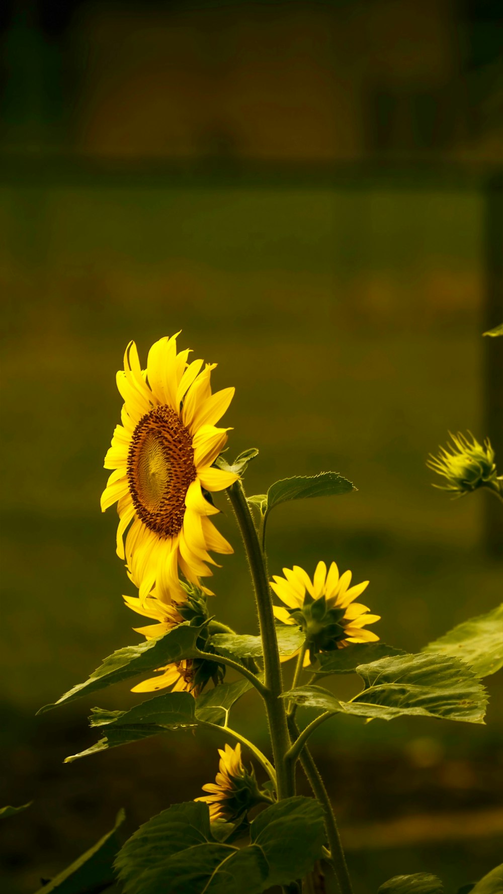 yellow sunflower