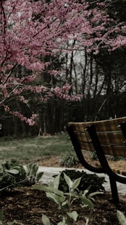 A bench sits in a tranquil garden setting surrounded by lush green vegetation. A vibrant tree with pink blossoms extends its branches in the foreground, while dense woods are visible in the background.