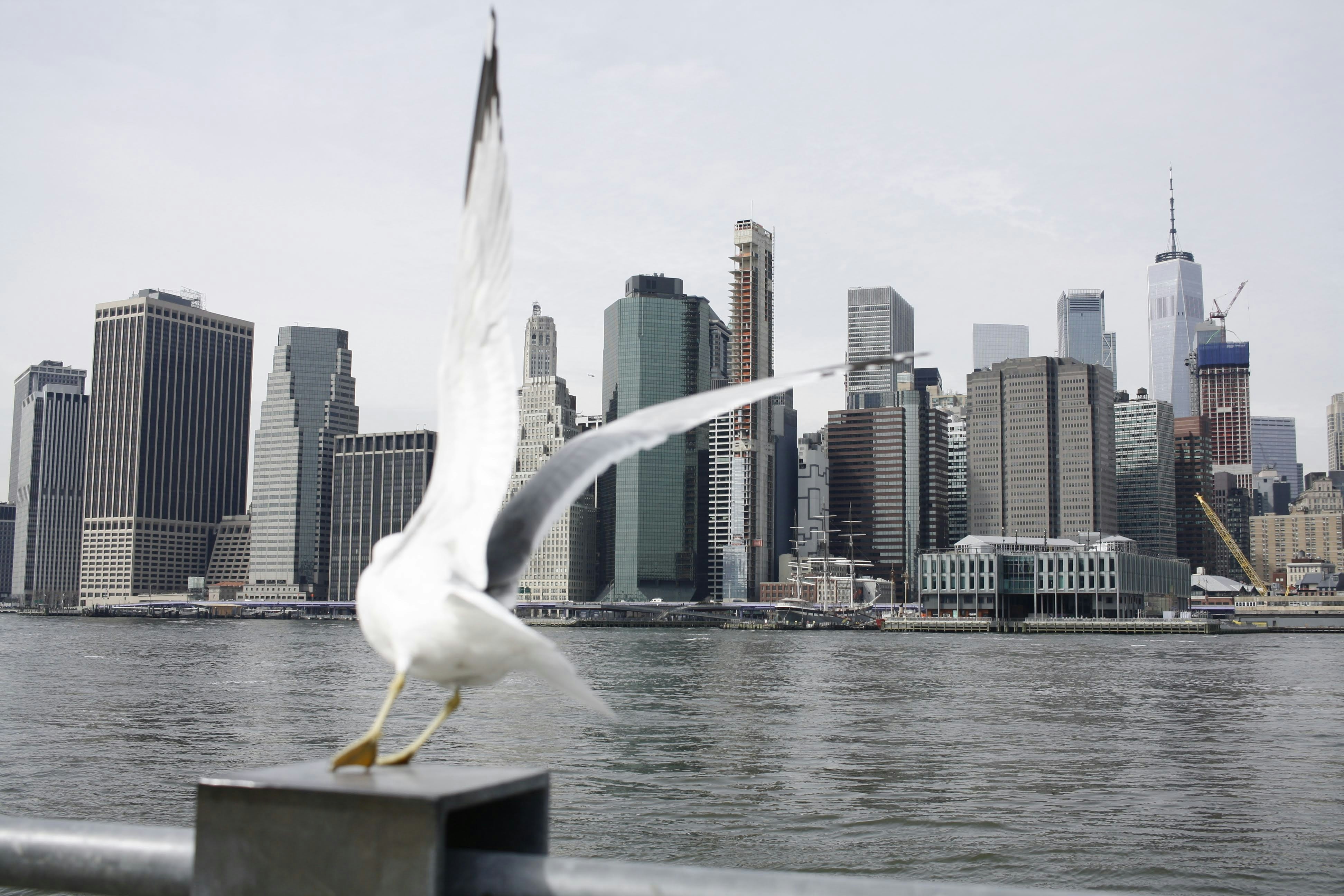 white pigeon near body of water