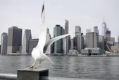 white pigeon near body of water