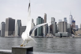 white pigeon near body of water