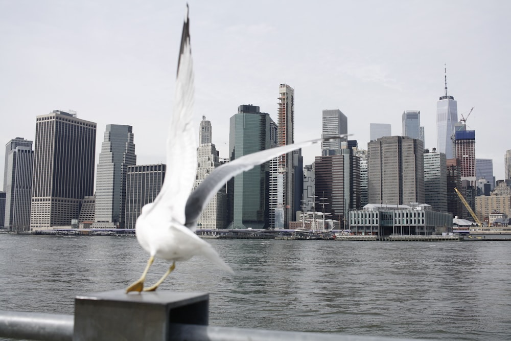 white pigeon near body of water