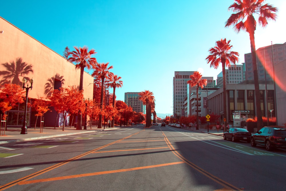 road between palm trees