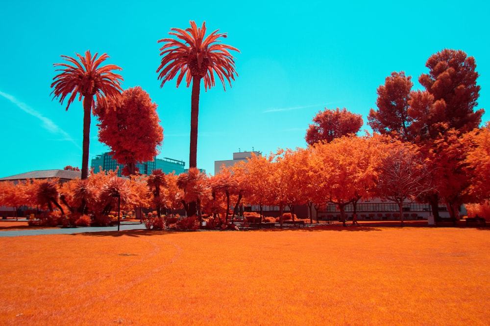 red leaf trees