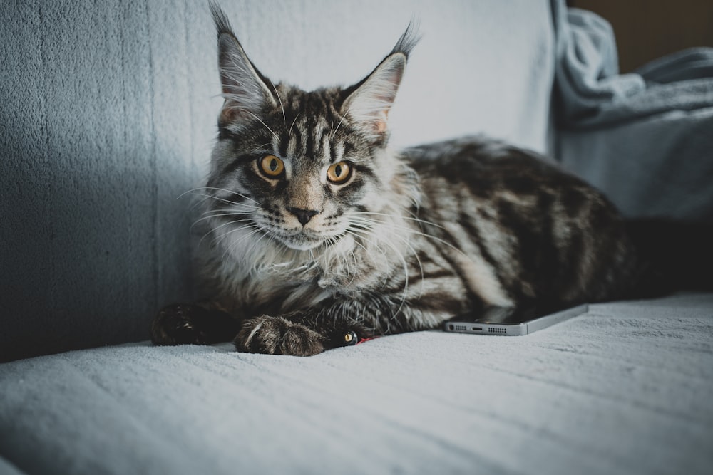 cat lying on sofa