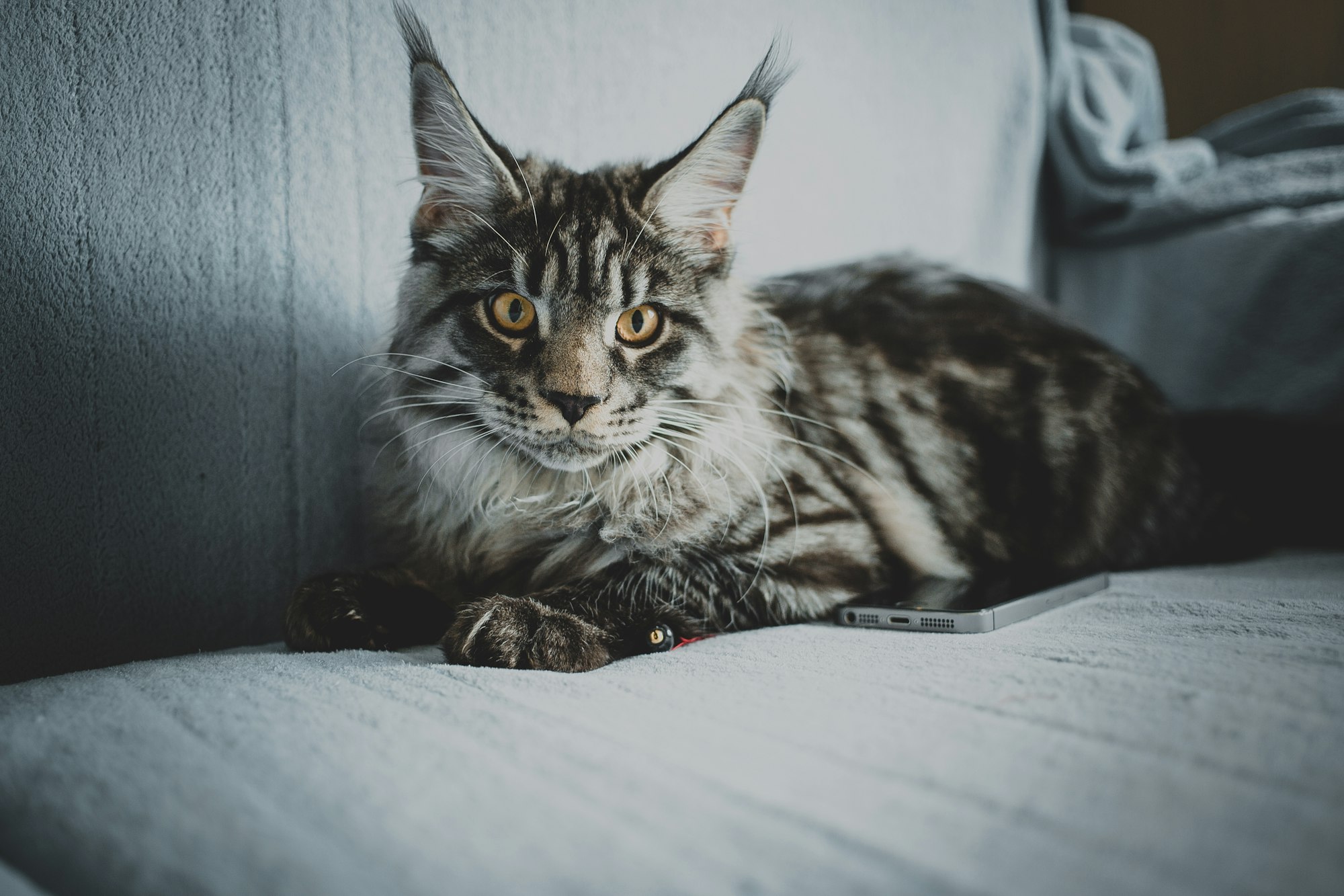 Maine Coon Cat