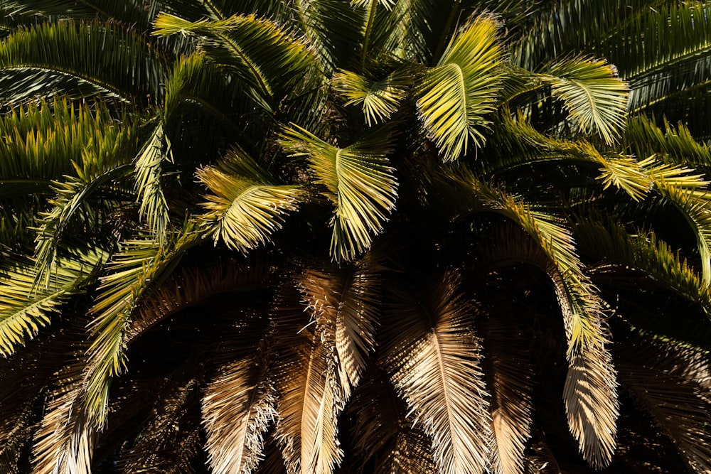 Foto de primer plano de árbol de hojas verdes