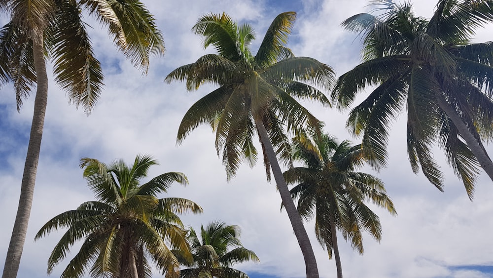 coconut trees during daytime