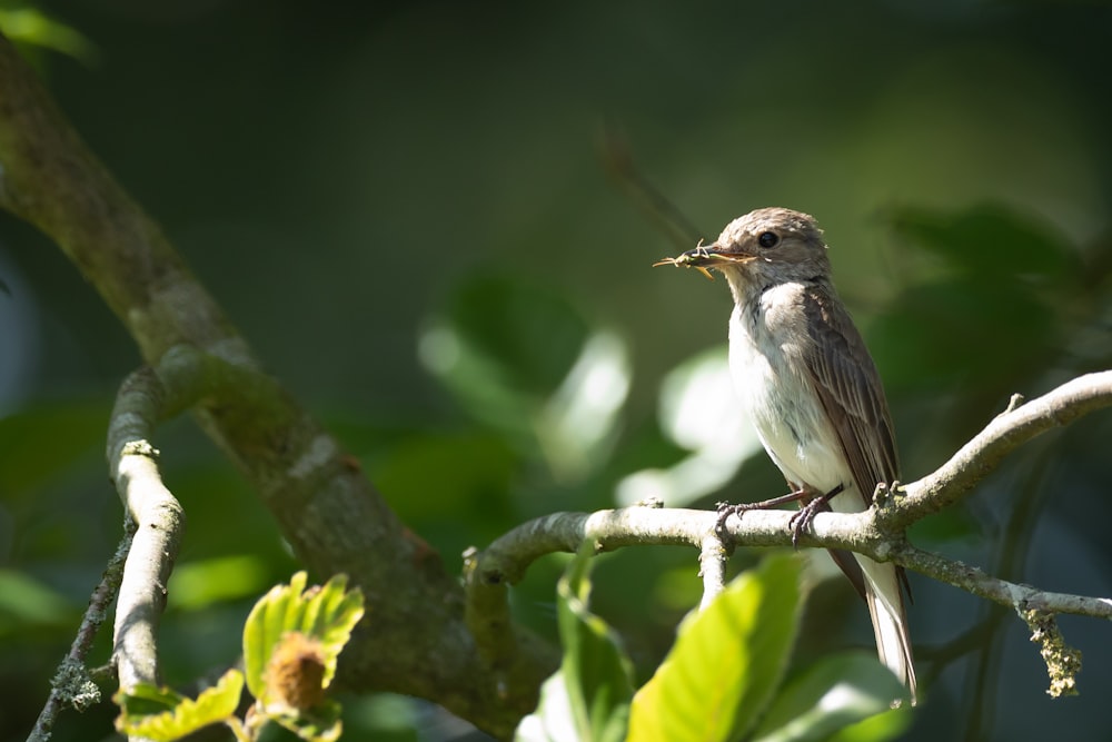 shallow focus photo of gray humming bird
