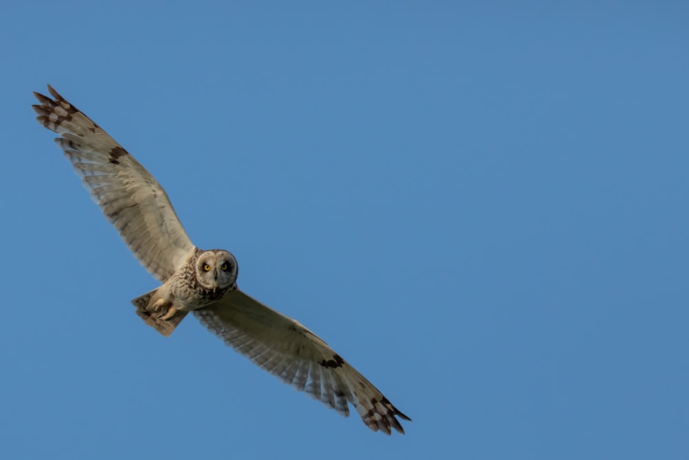 gray owl under blue sky