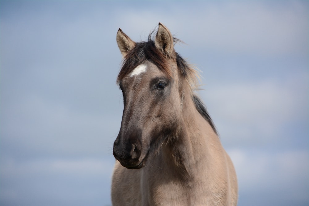 closeup photo of brown horse