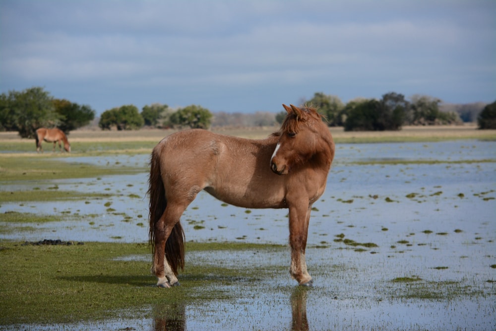 brown stallion horse on green field