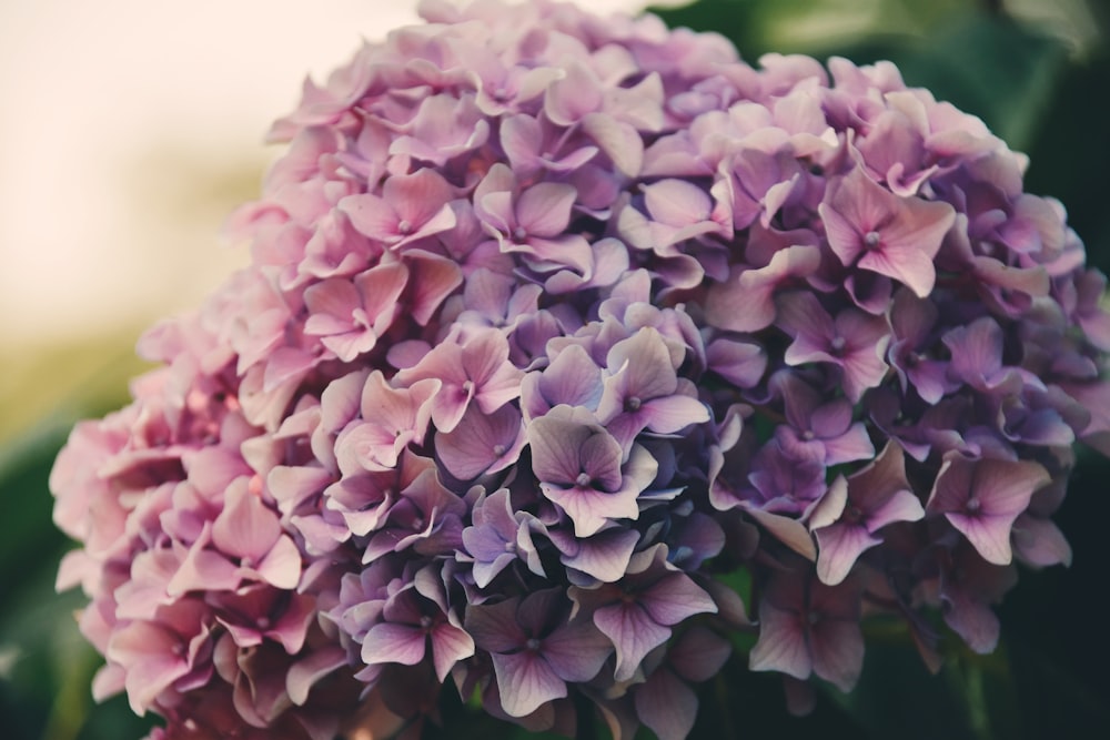 pink and purple petaled flowers