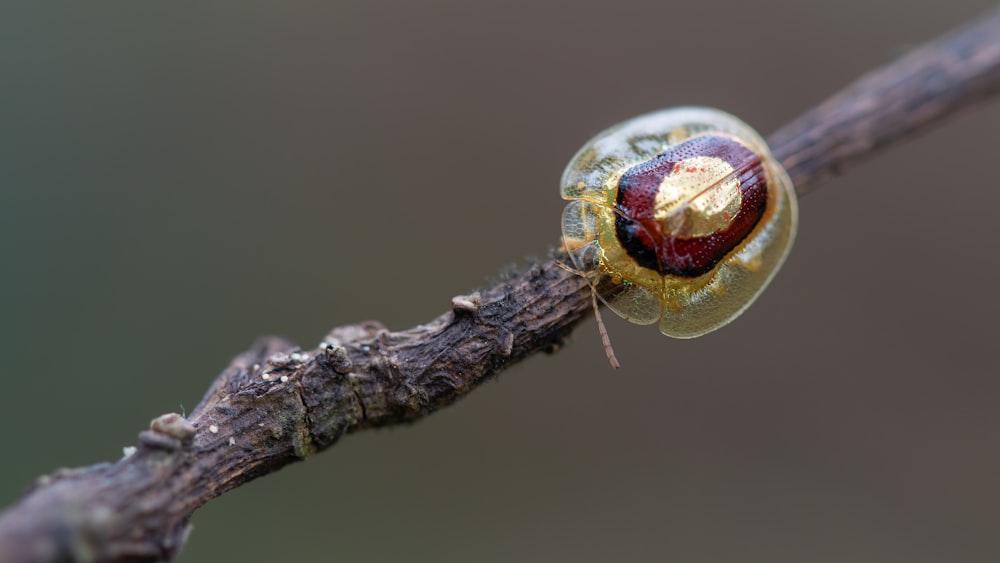 red and yellow insect