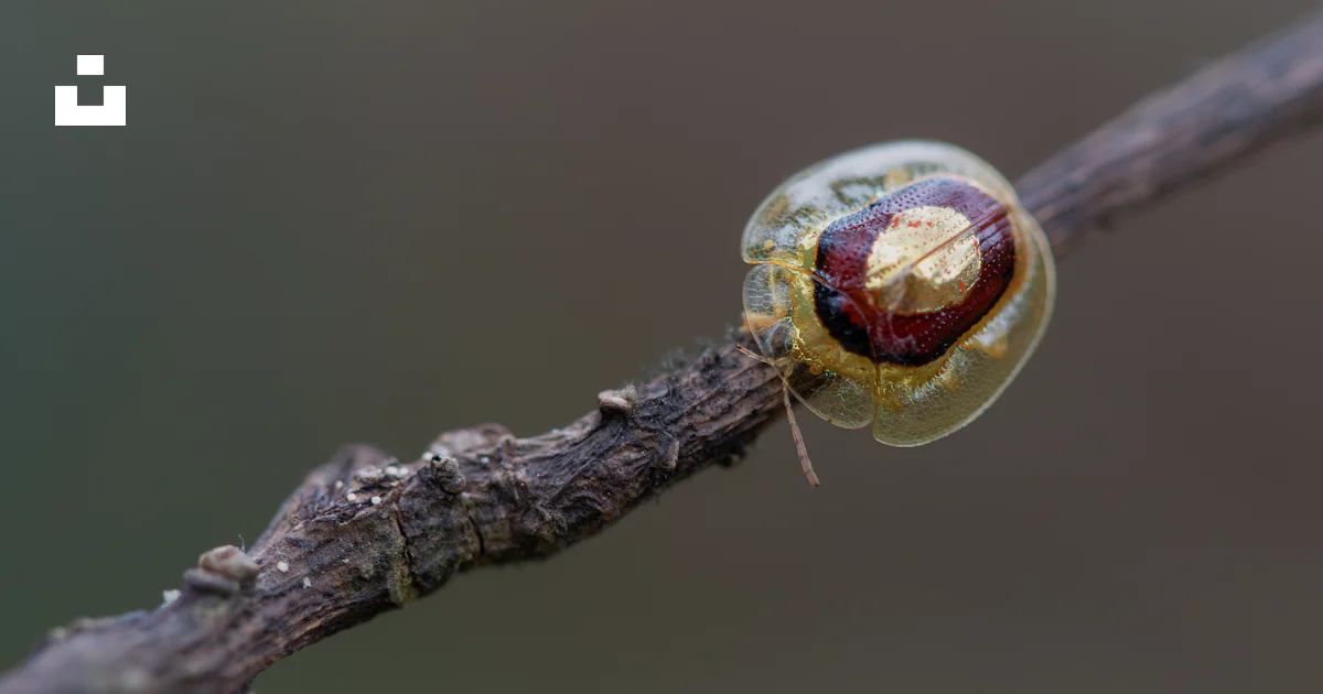 Red And Yellow Insect Red and yellow insect photo – Free Photo Image on Unsplash