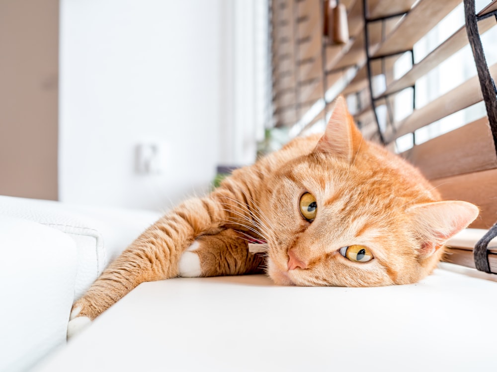 白い表面に横たわるオレンジ色のぶち猫