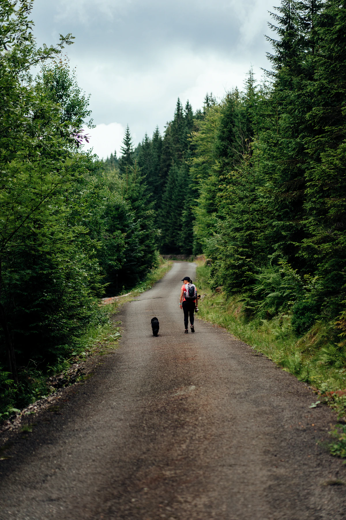 A handler with a small backpack walking a leashed dog down a quiet forest road lined with tall evergreens on a British Columbia trail