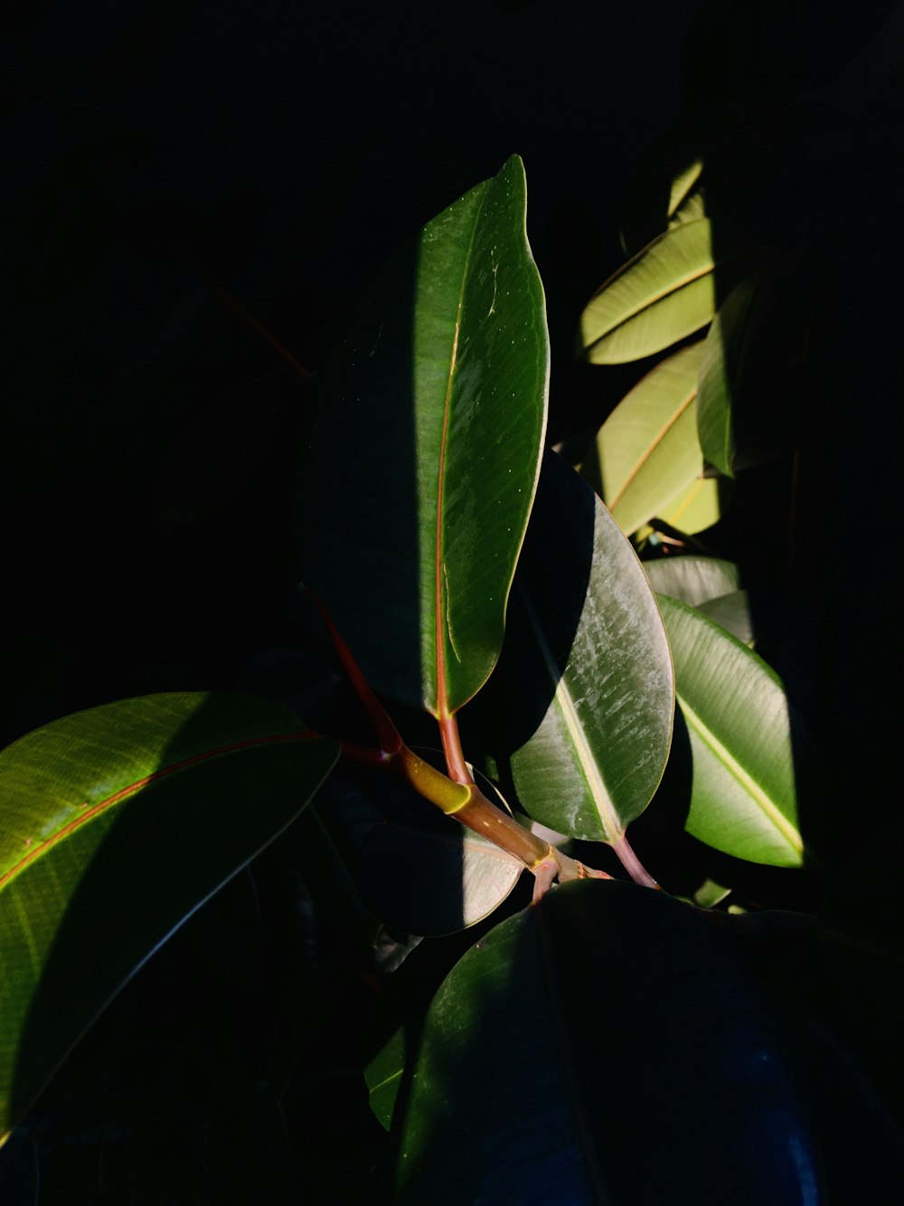 green leaf