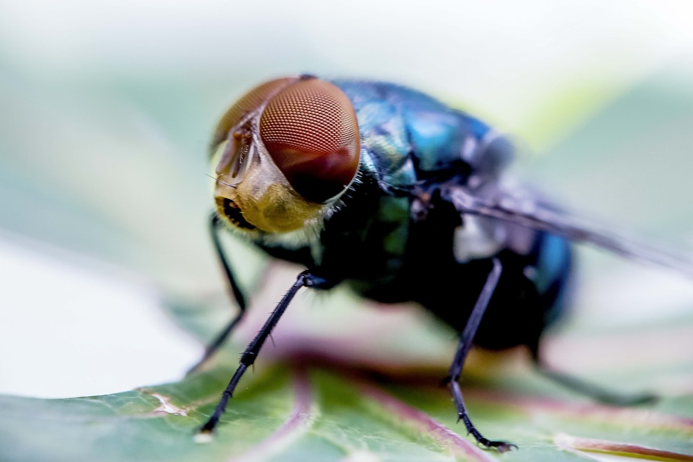 black and brown house fly