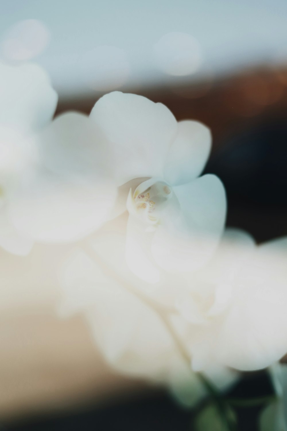 selective focus photo of moth orchid