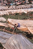 Workers installing plastic sheets in a greenhouse.