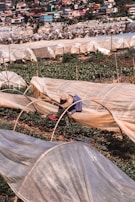 A person works in a field covered with transparent plastic sheets, likely for greenhouse or crop protection purposes. Green plants grow beneath the sheets, and the person wears a patterned hat and blue clothing. In the background, there is a colorful village with various houses on a hillside.
