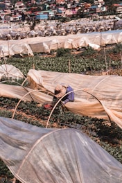 A person works in a field covered with transparent plastic sheets, likely for greenhouse or crop protection purposes. Green plants grow beneath the sheets, and the person wears a patterned hat and blue clothing. In the background, there is a colorful village with various houses on a hillside.