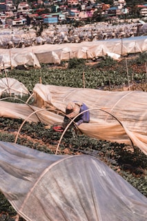 A person works in a field covered with transparent plastic sheets, likely for greenhouse or crop protection purposes. Green plants grow beneath the sheets, and the person wears a patterned hat and blue clothing. In the background, there is a colorful village with various houses on a hillside.