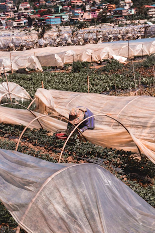 Non-woven agricultural covers spread over young plants protecting them from harsh weather.