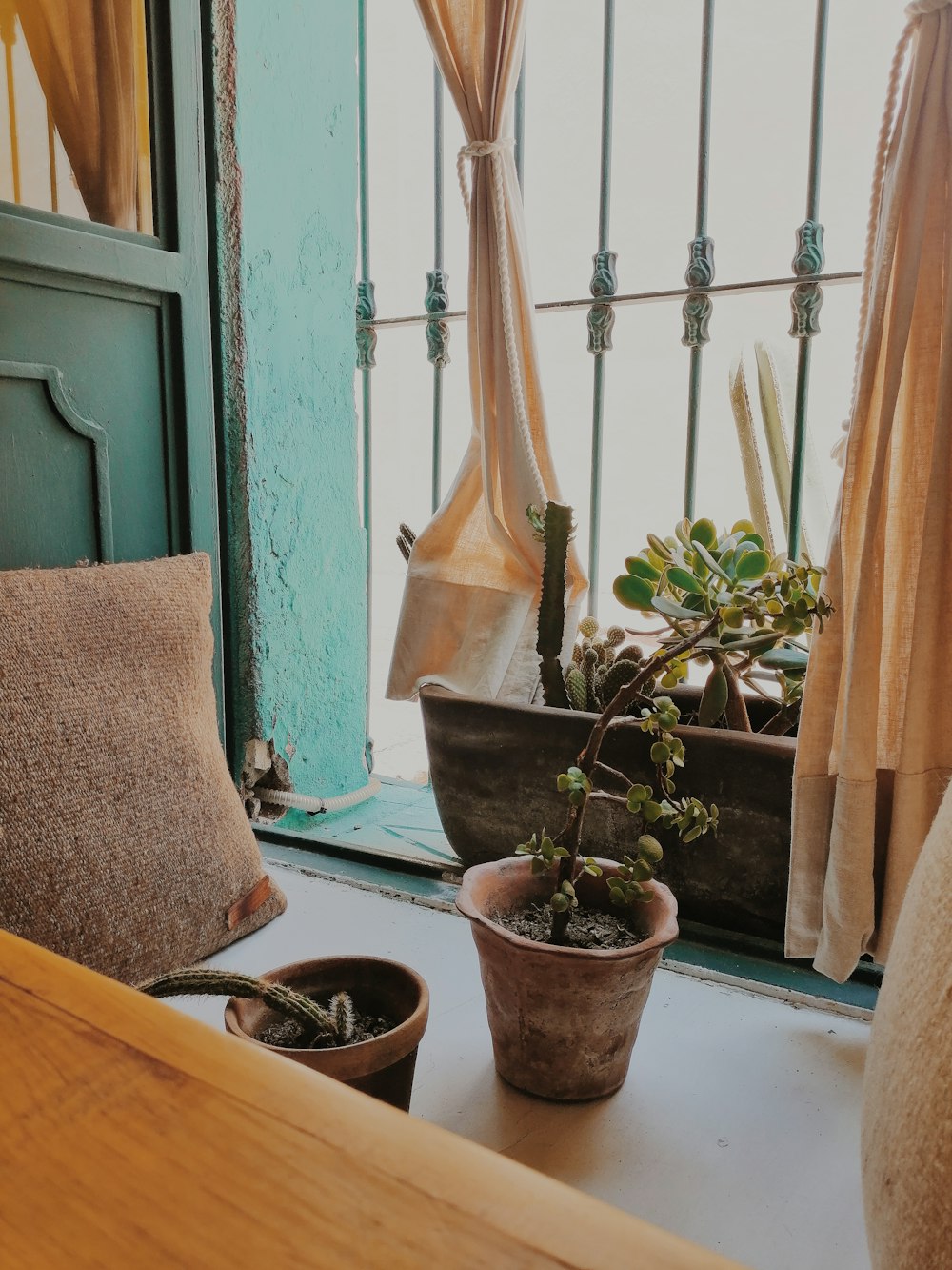 green succulent plant on table