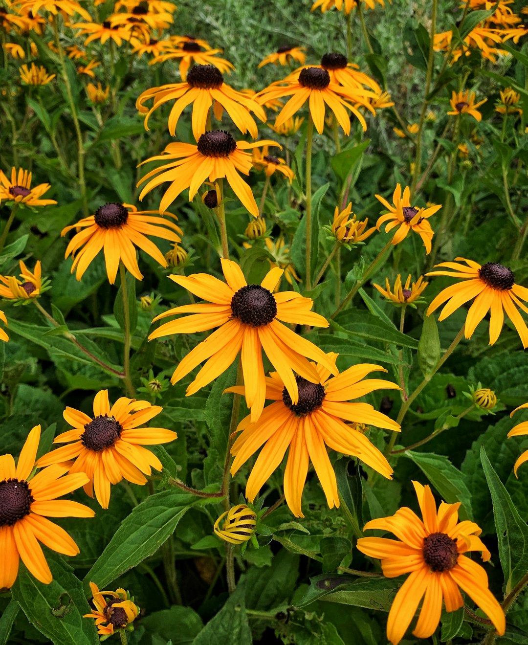 yellow petaled flowers close-up photography