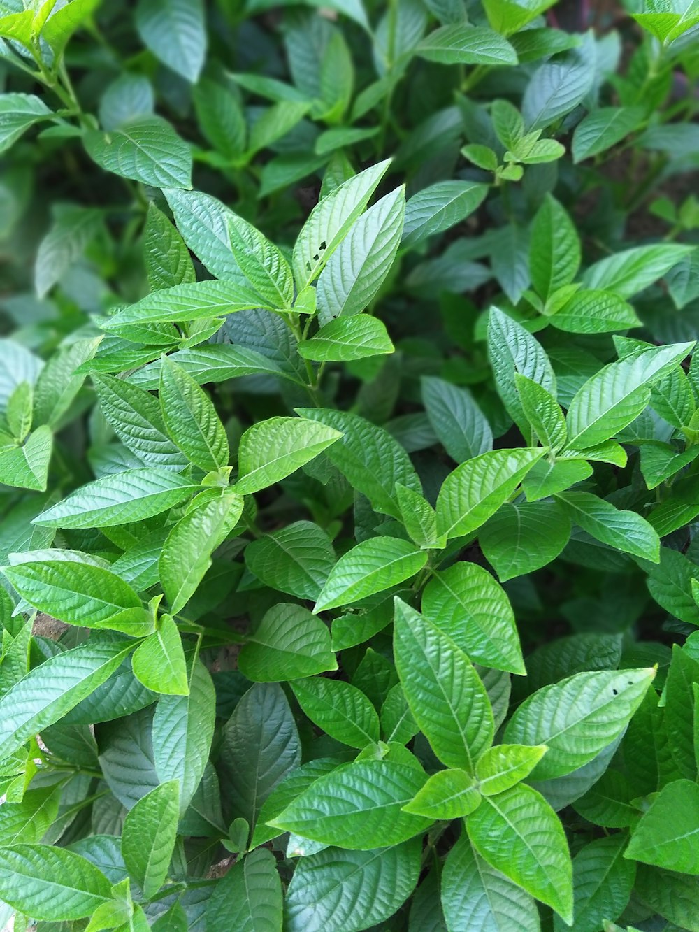 green-leafed plant