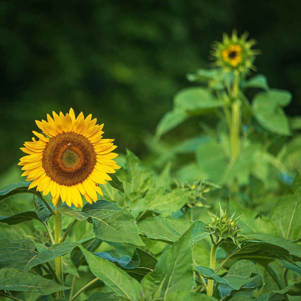 sunflower