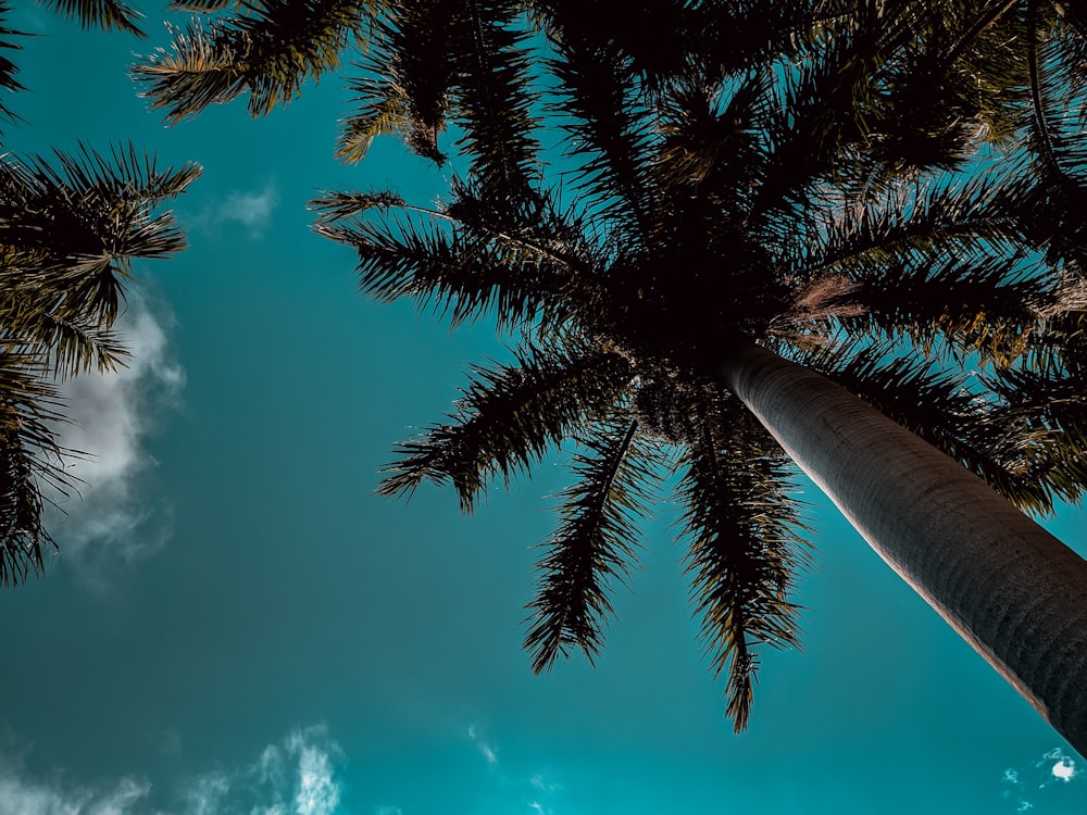 low angle photography of palm trees