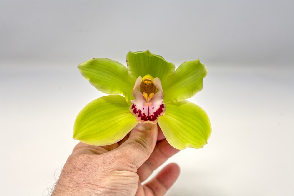 person holding leaf