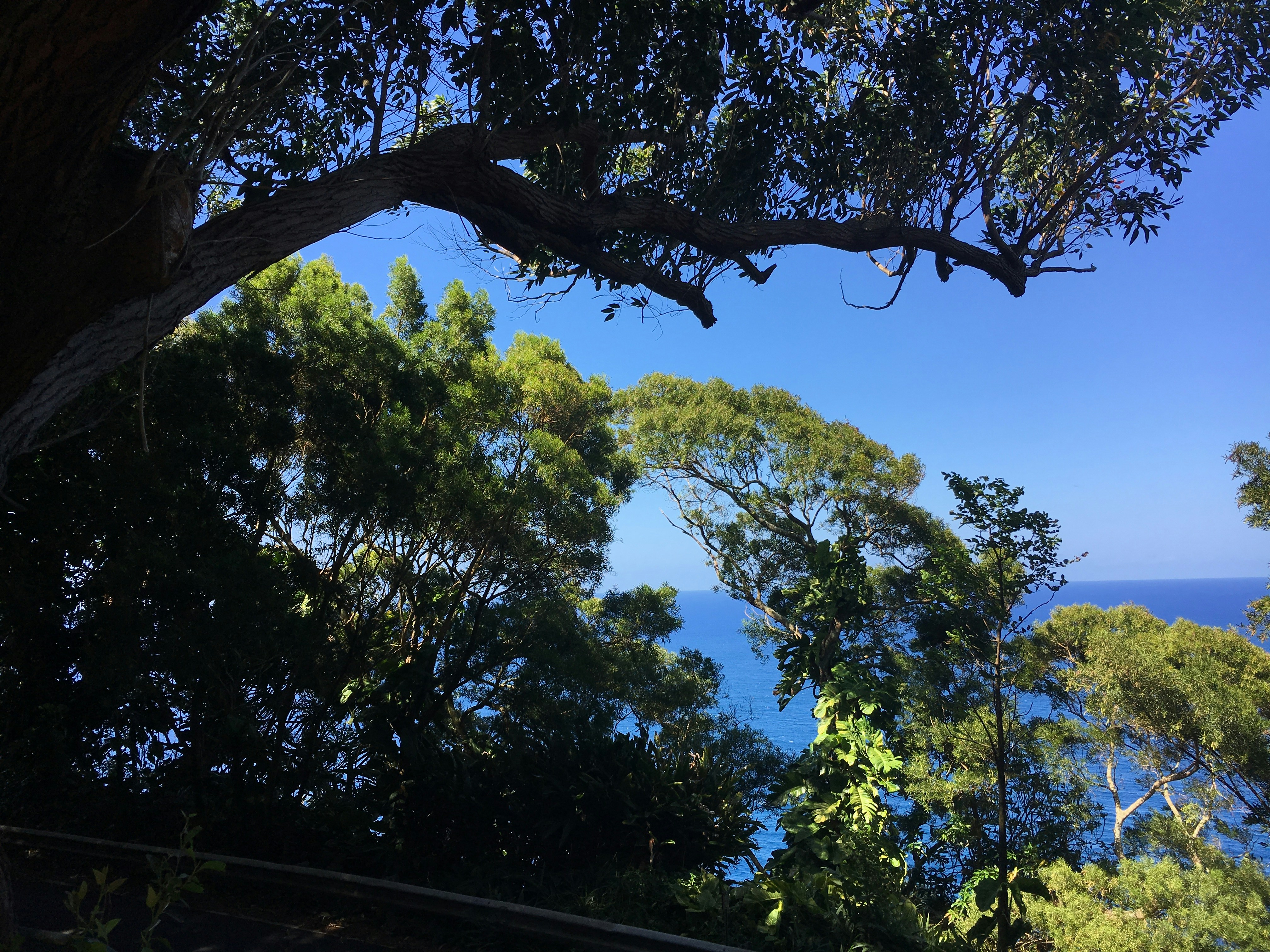 green and black trees at daytime